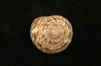 藏品(扁歐巴蝸牛)的圖片